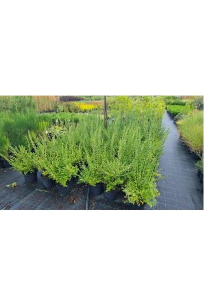 Спірея ніппонська Сноумаунд - 5л/вис.35-55см/Ø30-40см